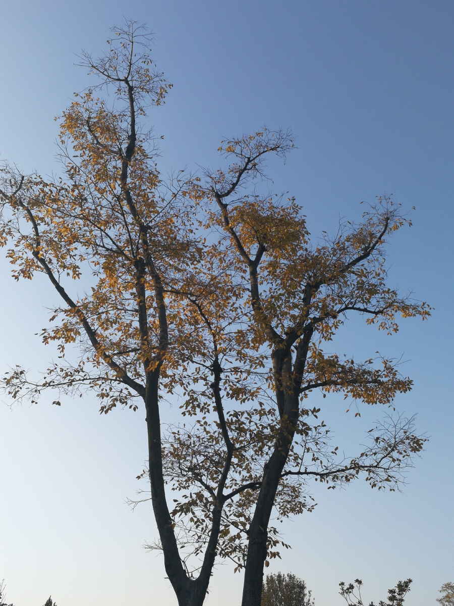 【极致光影】树影婆娑映蓝天. - 摄影师龙行天下 - 图虫