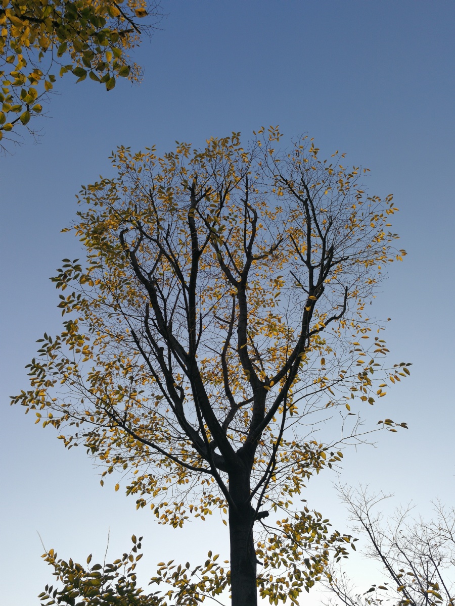 【极致光影】树影婆娑映蓝天. - 摄影师龙行天下 - 图虫