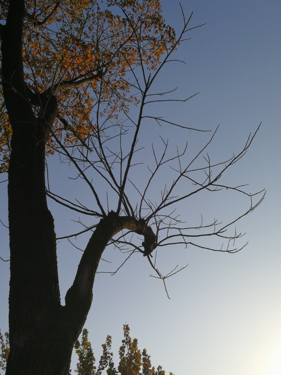 【极致光影】树影婆娑映蓝天. - 摄影师龙行天下 - 图虫