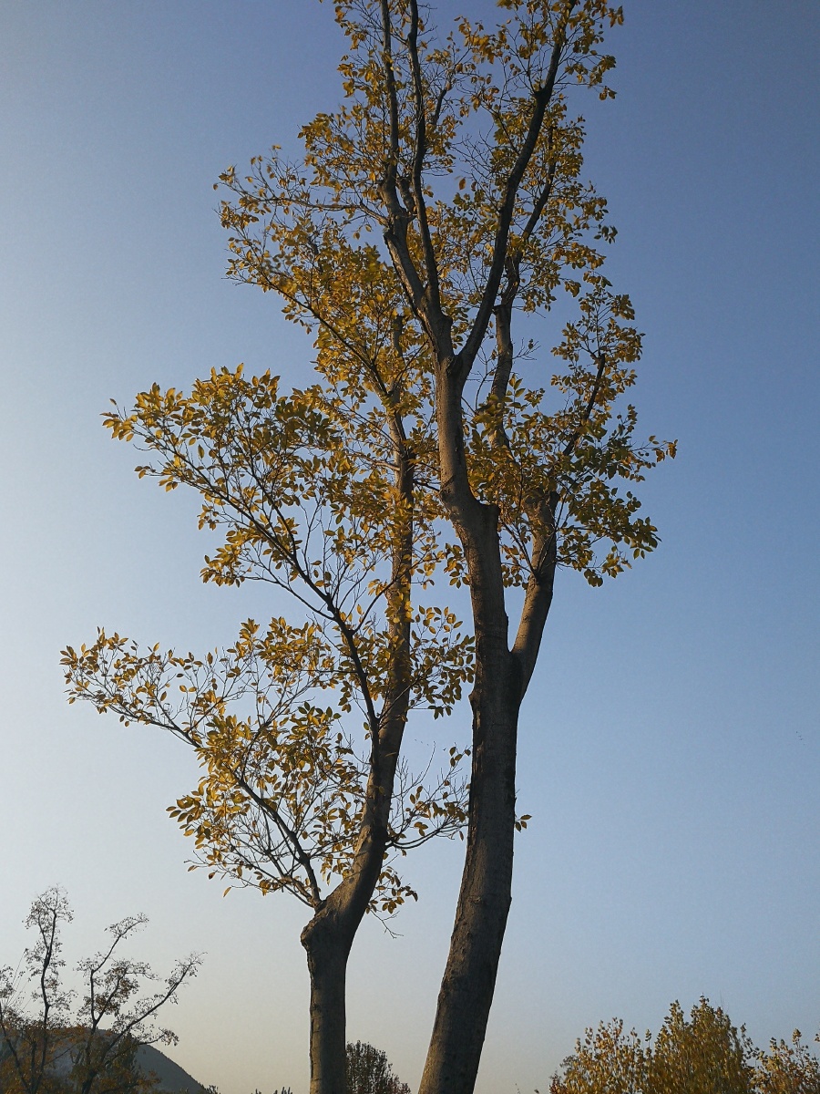 【极致光影】树影婆娑映蓝天. - 摄影师龙行天下 - 图虫
