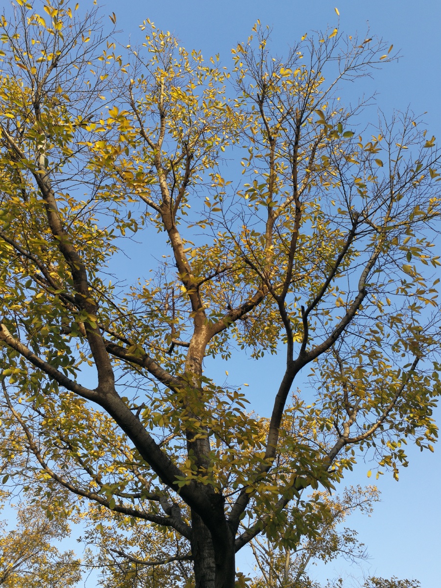 【极致光影】树影婆娑映蓝天. - 摄影师龙行天下 - 图虫