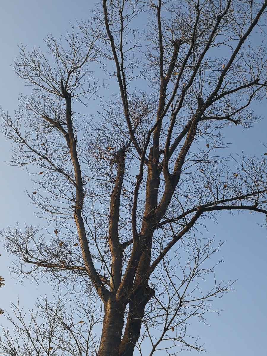 【极致光影】树影婆娑映蓝天. - 摄影师龙行天下 - 图虫