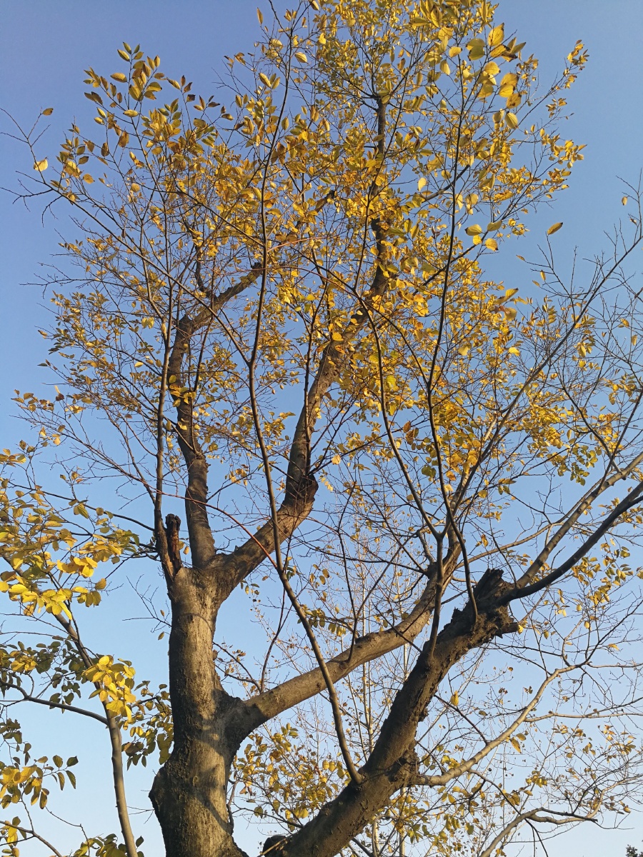 【极致光影】树影婆娑映蓝天. - 摄影师龙行天下 - 图虫