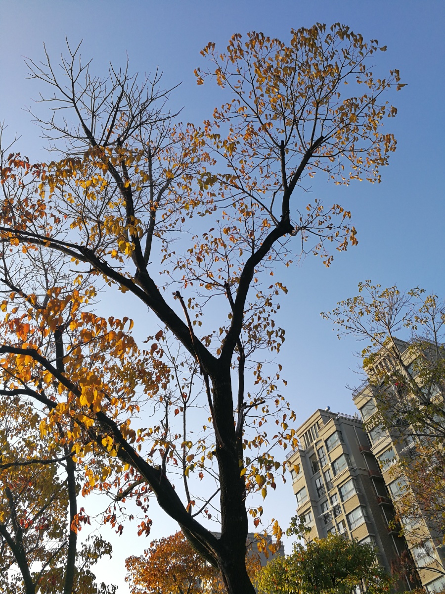 【极致光影】树影婆娑映蓝天. - 摄影师龙行天下 - 图虫