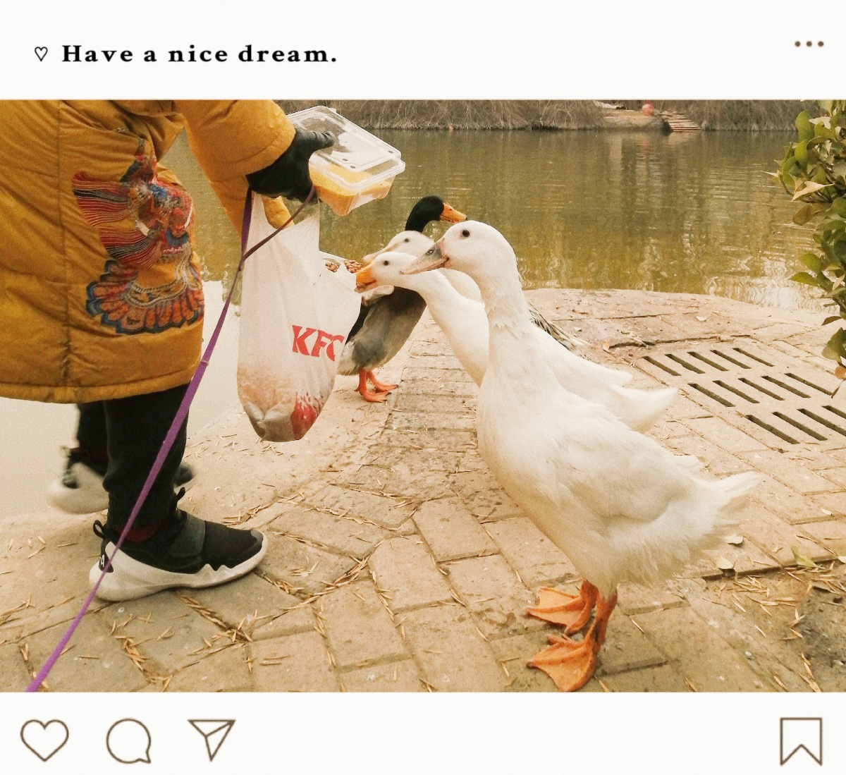 不怕人的鸭子?哈哈?