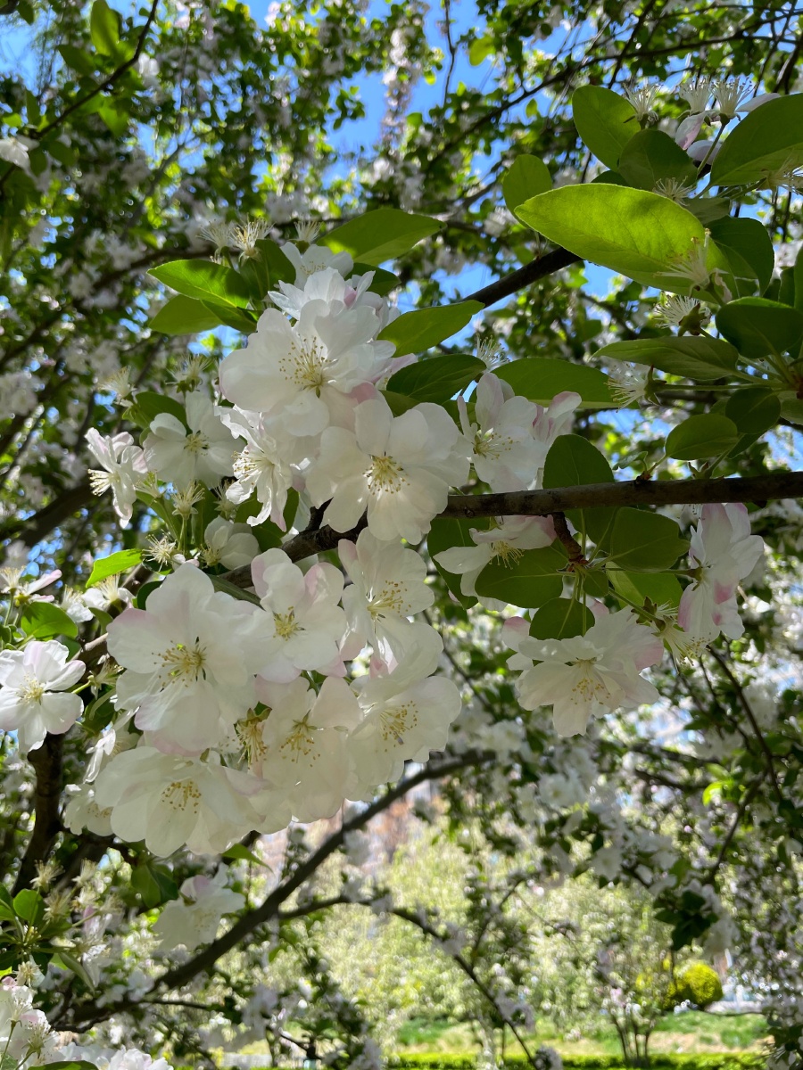 骄阳花娇艳望京休闲水岸