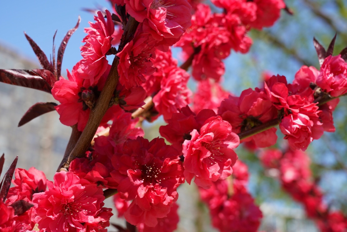 骄阳花娇艳望京休闲水岸