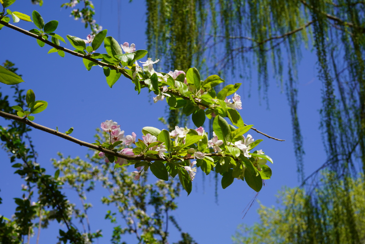 骄阳花娇艳望京休闲水岸