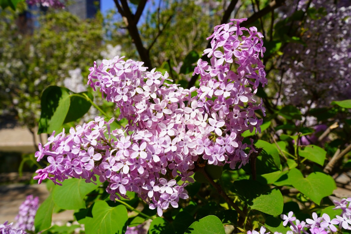 骄阳花娇艳望京休闲水岸