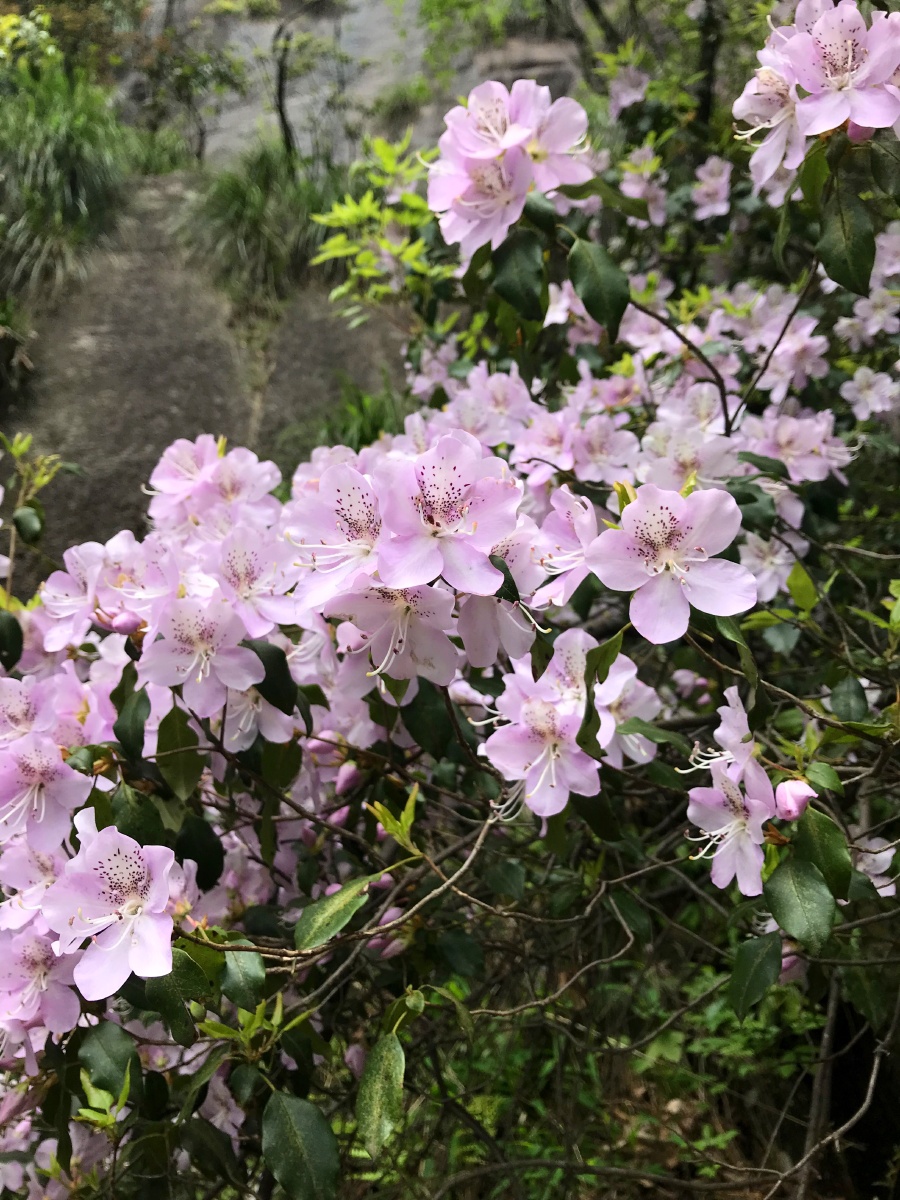杜鹃花 市花 黄山