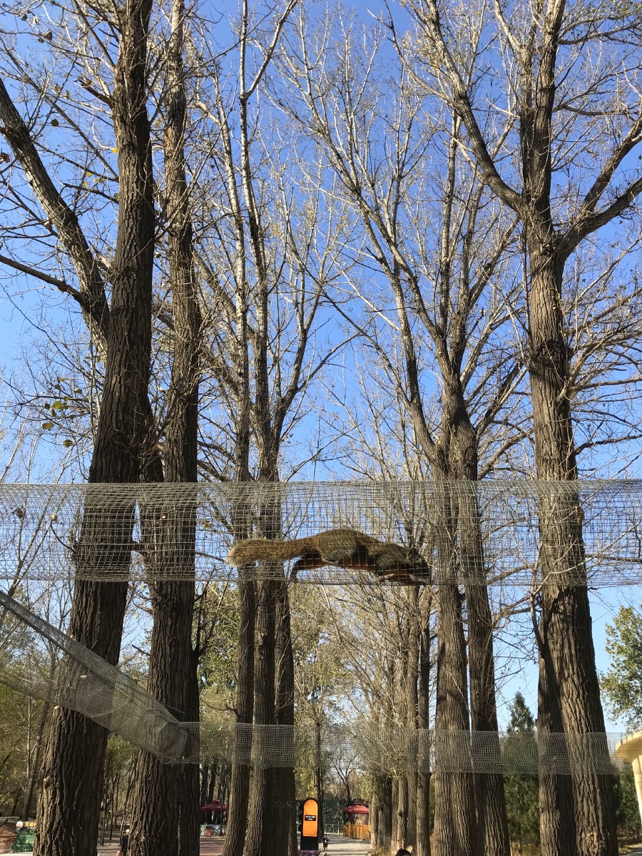 以真乱假身姿矫健的动物们北京野生动物园