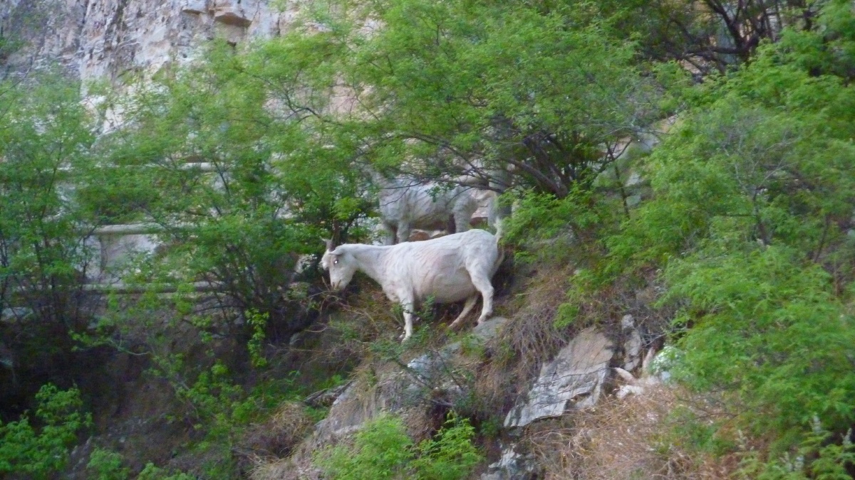 山水白马崖上山羊十渡