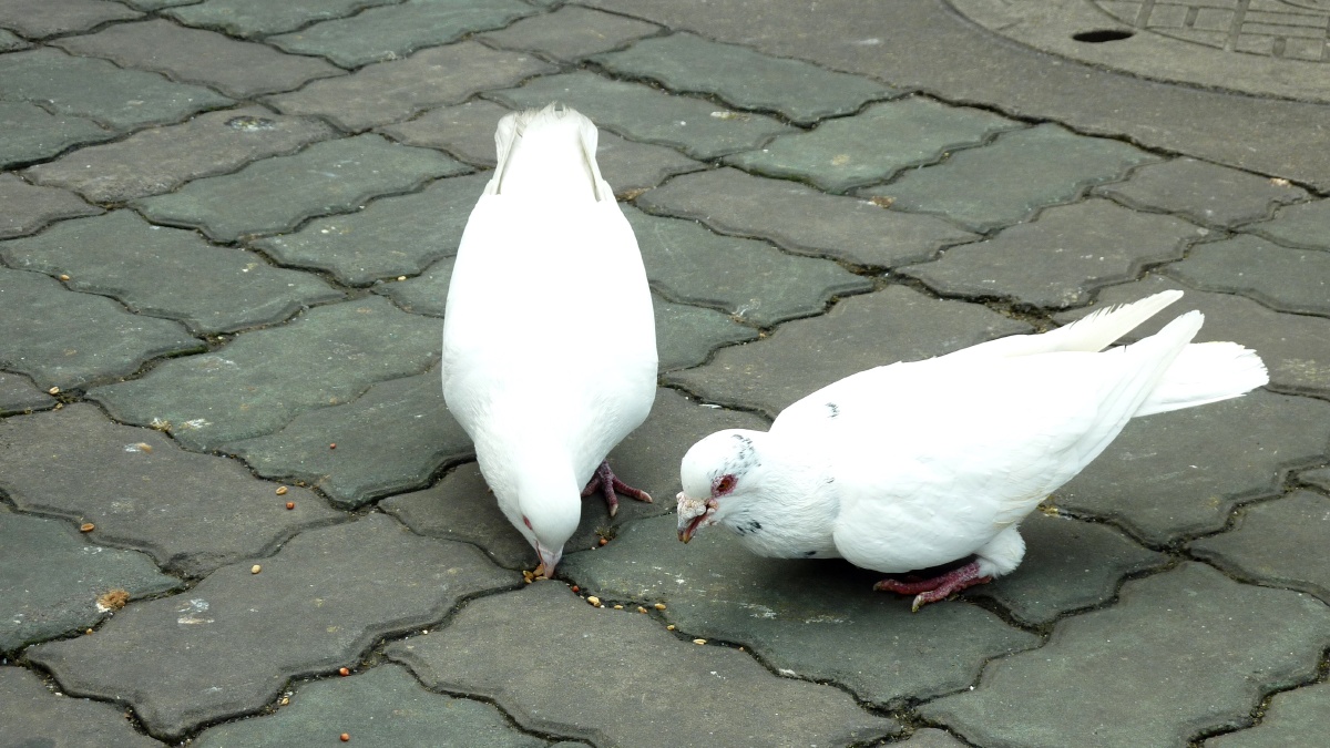 鸽子 路灯柱 草坪绝世而独立 上海人民广场默星关注