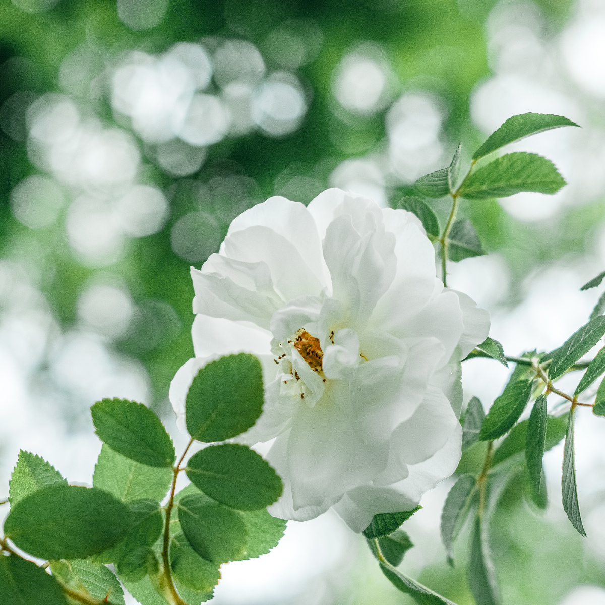 春日限定四月与白刺玫