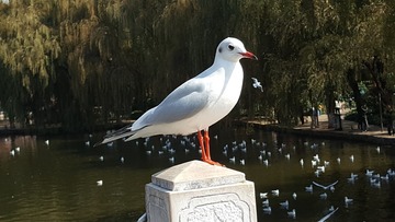 9273