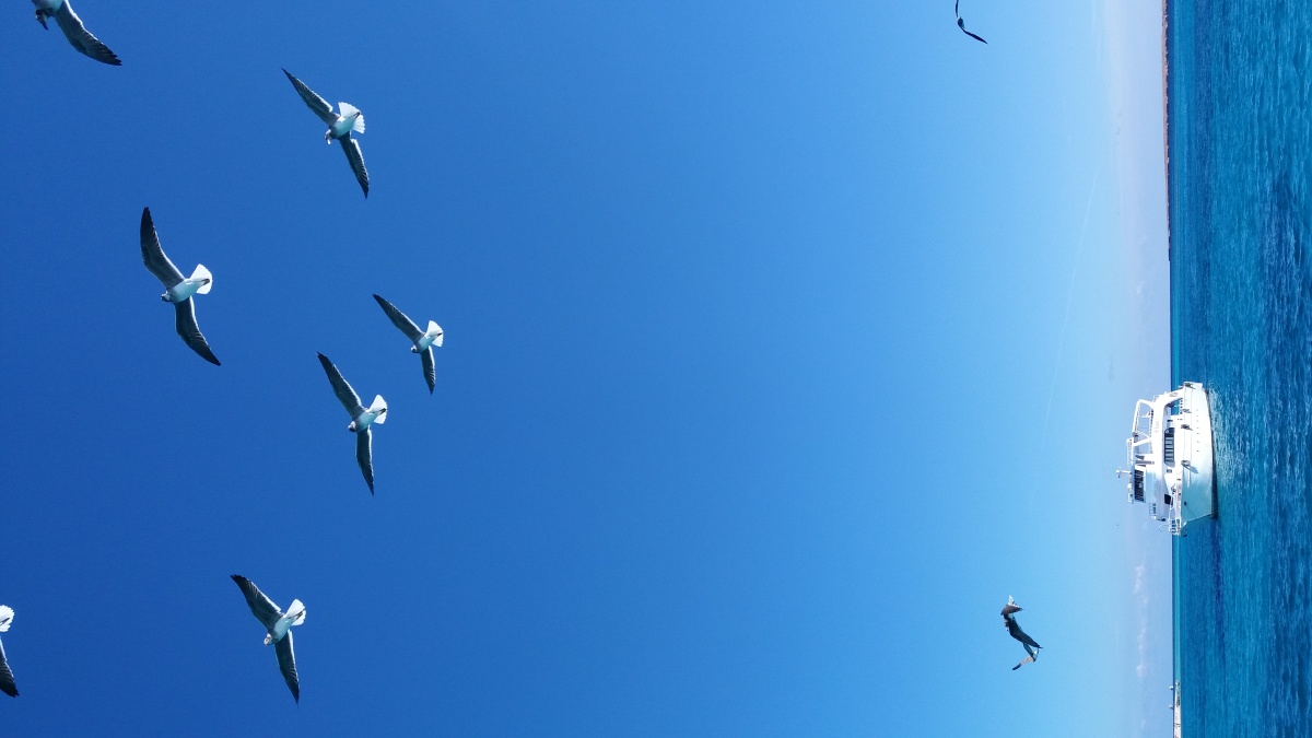 埃及红海,喂海鸥