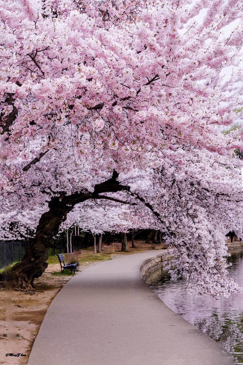 温哥华的春天樱花烂漫的世界