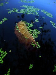 秋水