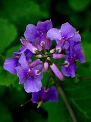 紫花