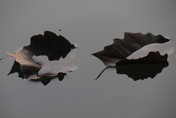 IMG_7060.jpg
