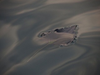 IMG_6872.jpg