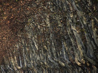 IMG_7665.jpg