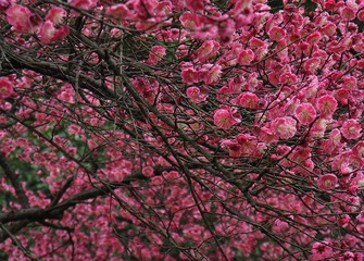 梅