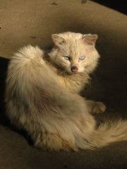 野猫