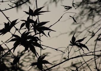 枫