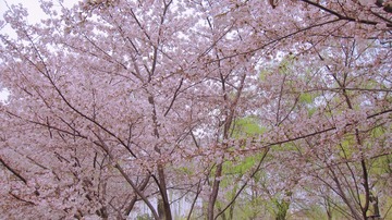 A78CE924-ED6E-4A24-A97D-8CED69FB13C5/L0/001