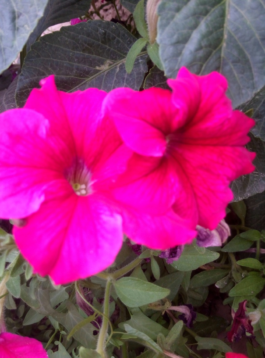 红花花 - 管温暖 - 图虫