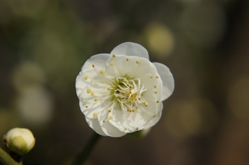 503982