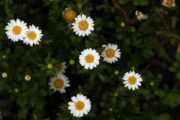 小花