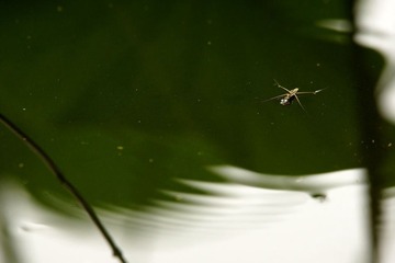 水黾
