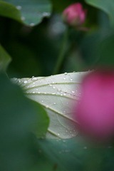 露水