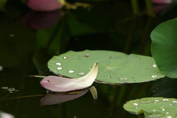 荷 蜻蜓