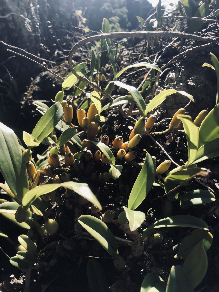 云南深山里的植物长在石头上的