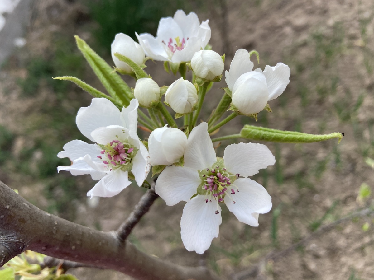 一树梨花压海棠