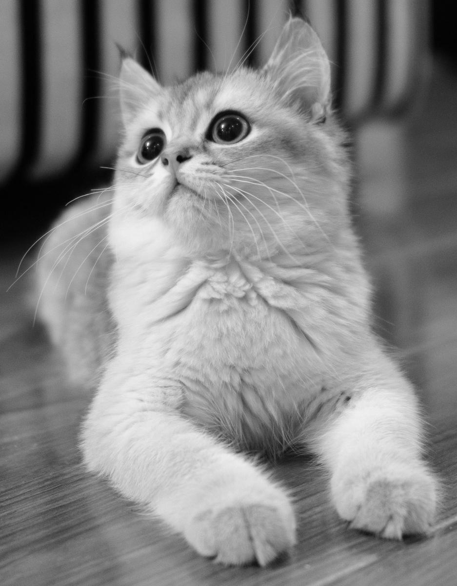 金渐层小猫四个月啦