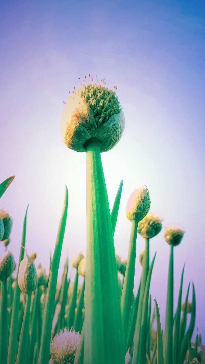 葱果- 石头姐丫 - 图虫