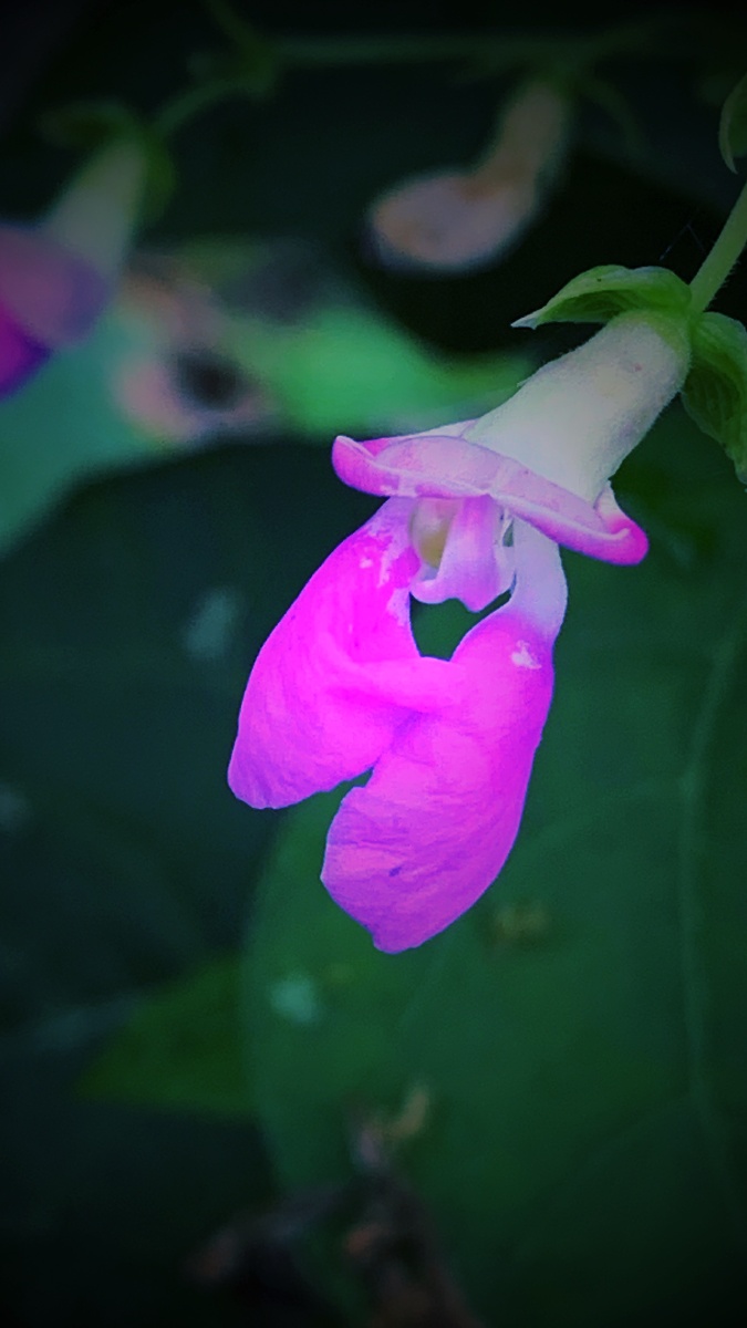 含苞欲放的花骨朵初绽放的芬芳