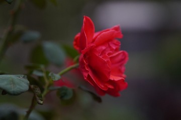 3A9067FA-7E37-4478-8539-9A7B4EABF868/L0/001