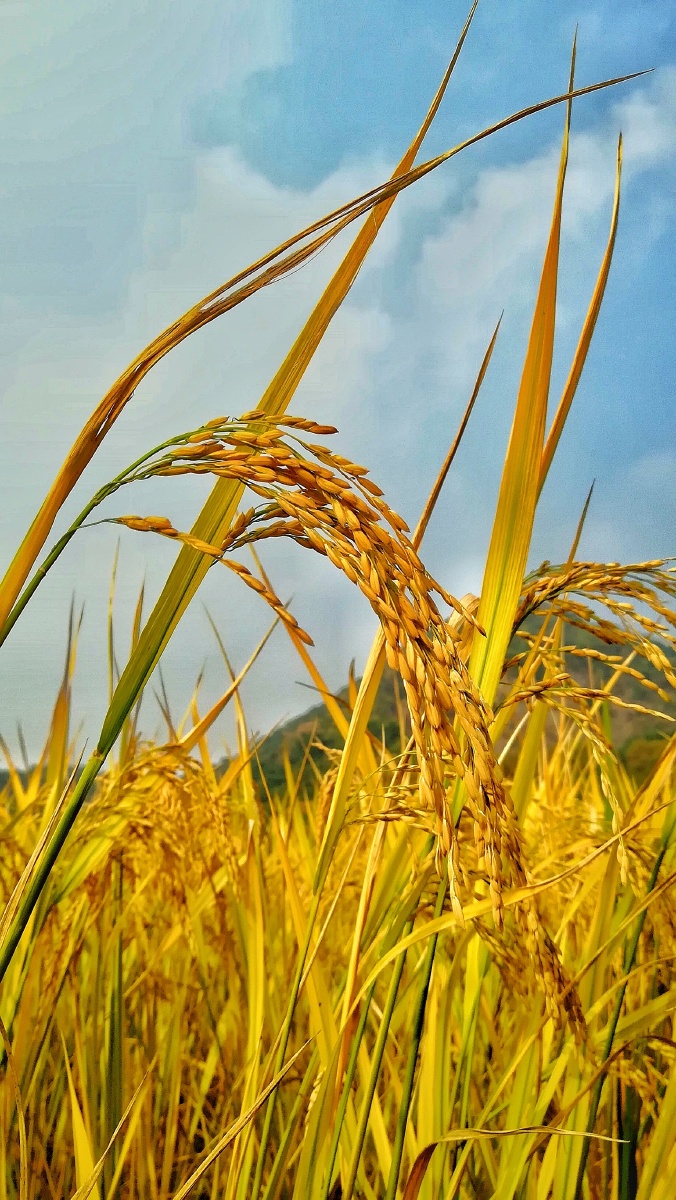 金黄的稻穗向阳生长