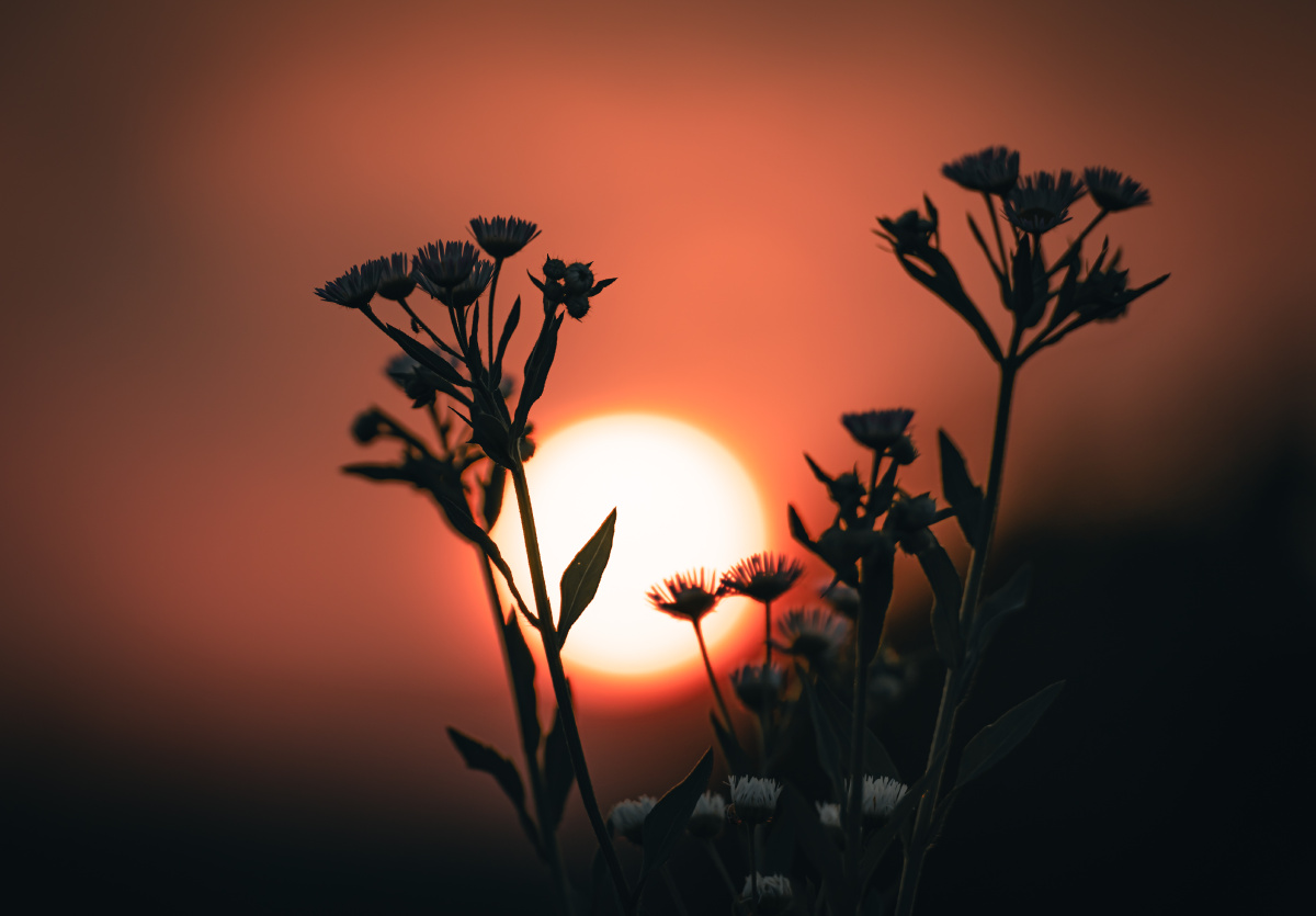 斜阳花间留晚照