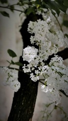 835AE69A-74EC-4B5F-8579-3F9C3CEF3828/L0/001
