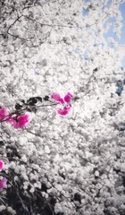 733AB40F-2F3F-4239-A906-11B52877E125/L0/001
