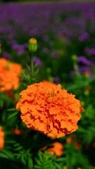 221D29FA-5A89-420C-8066-D6D9CB0609A7/L0/001