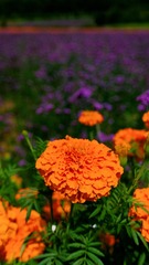 AC687106-3B8B-4AE9-A3CD-C800E21F54BA/L0/001