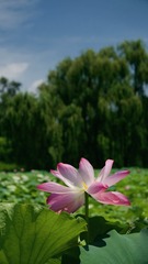 EE905795-1570-4F2D-882E-FA422154A0E7/L0/001