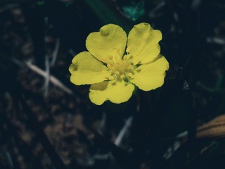76251